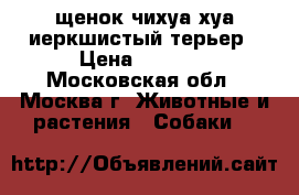 щенок чихуа хуа иеркшистый терьер › Цена ­ 8 000 - Московская обл., Москва г. Животные и растения » Собаки   